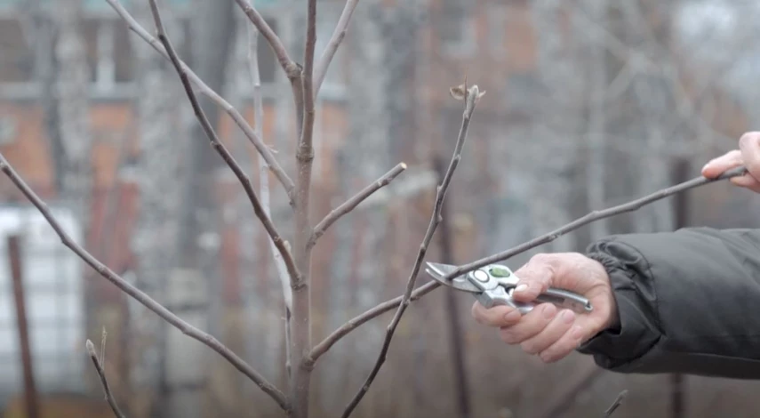 Сроки заготовки черенков
