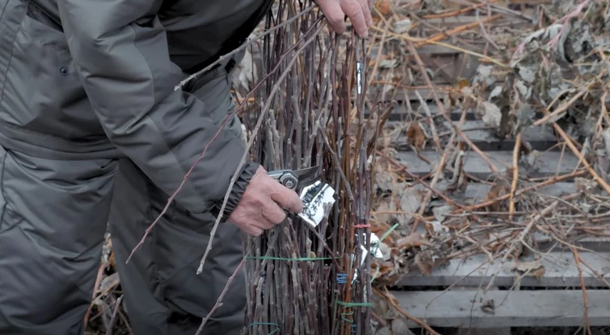 Как хранить черенки