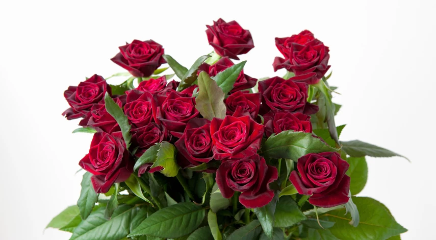 Сорт розы Черная магия