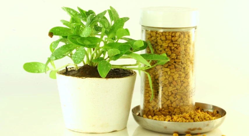 Микрозелень пажитник