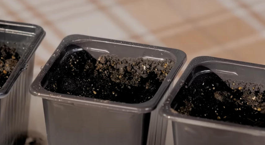 Посадка земляничного физалиса