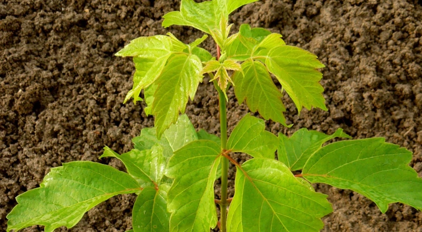 Сорняк американский клен