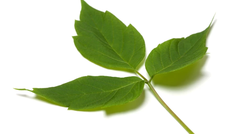 как выглядит американский клен