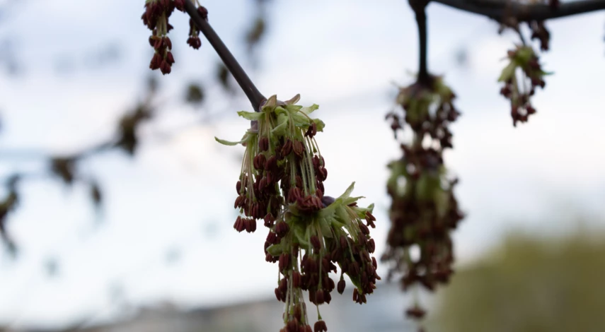 размножение американского клена