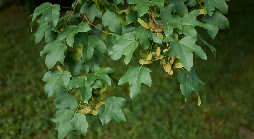 Виды кленов в России