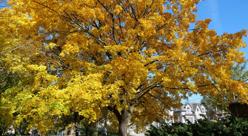 Виды клена остролистного