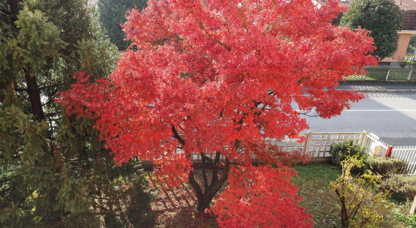 Виды клена красного