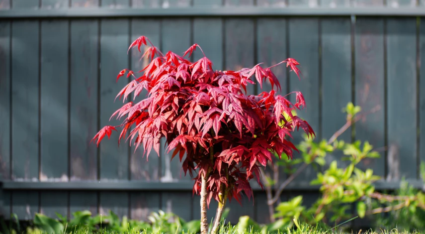 Сорта красного клена