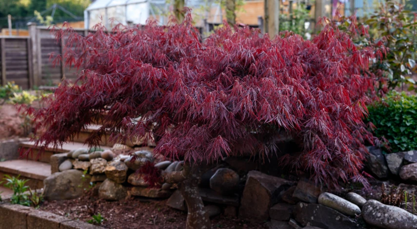 Атропурпуреум