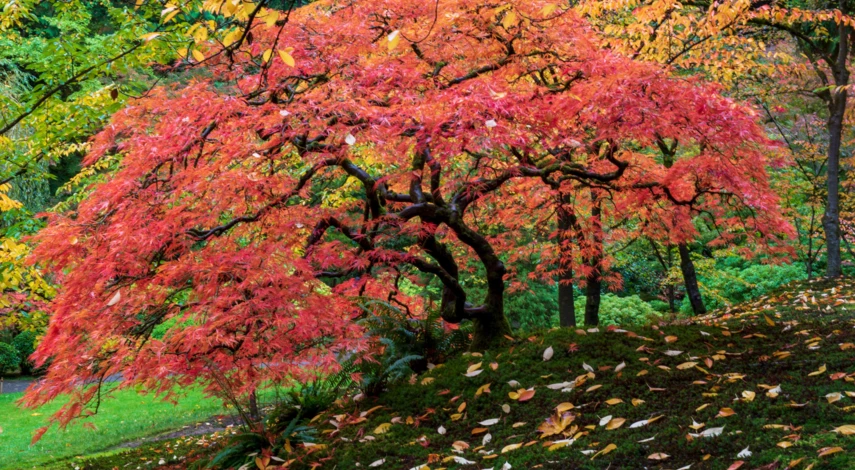 Виды клена дланевидного