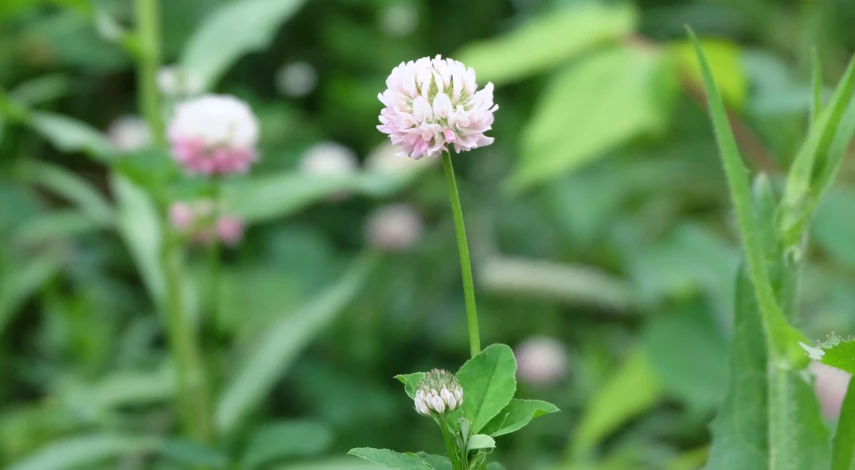 гибридный клевер