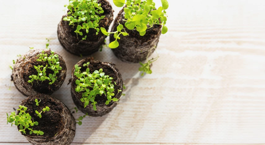 Как вырастить лобелию из семян в домашних условиях