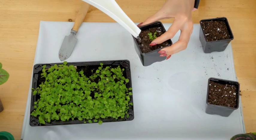 Пикировка лобелии