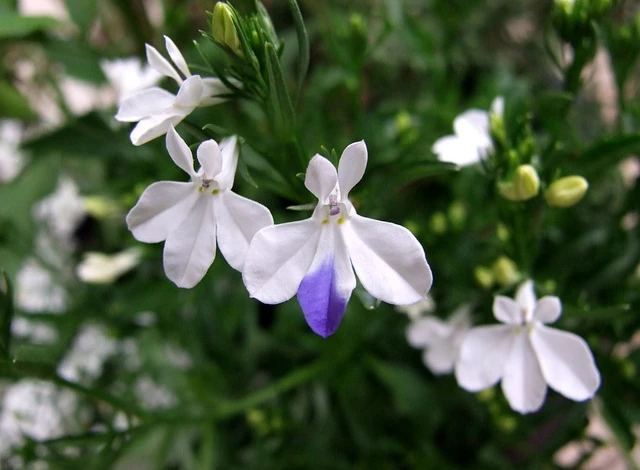 Белая лобелия