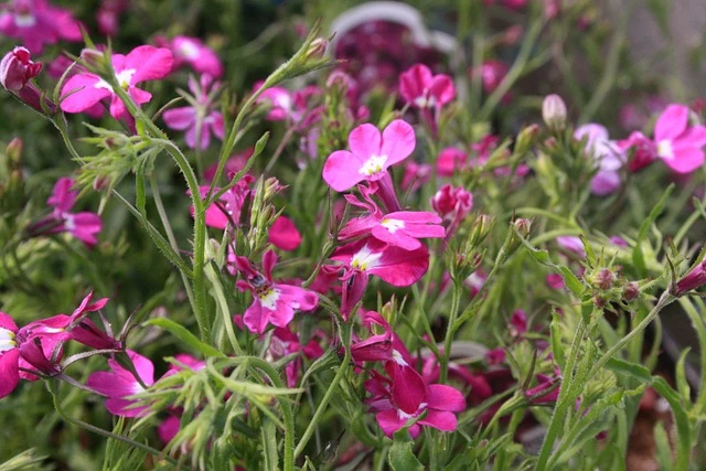 Описание растения