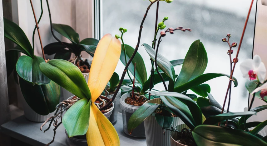 Сроки пересадки домашних цветов в декабре