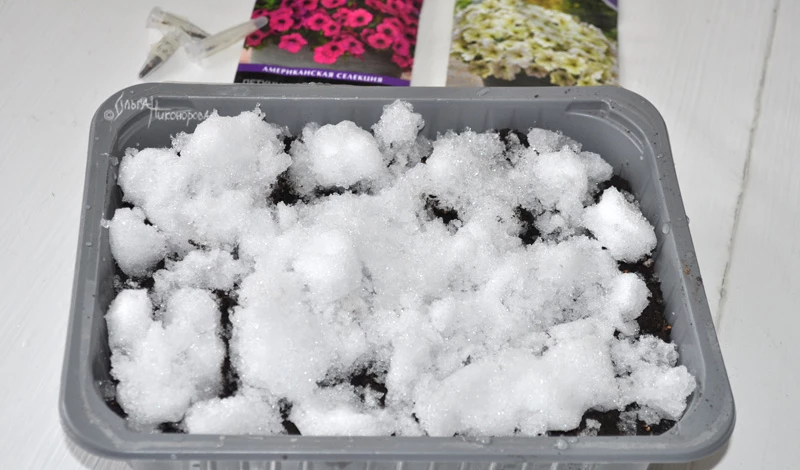 Рассада петунии под снегом