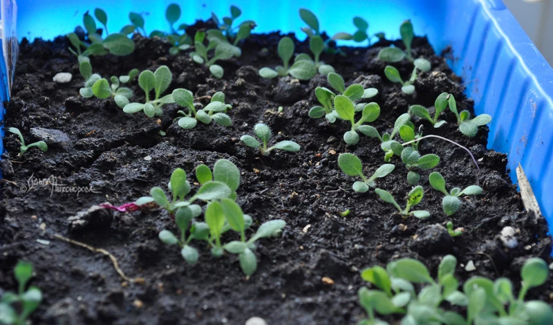 Рассада петунии