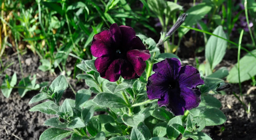 Петуния в открытом грунте