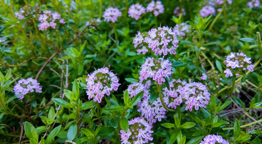 Чабрец блошиный