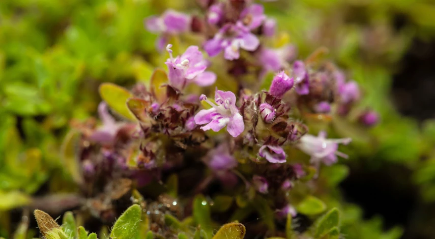 Тимьян Дорфлера