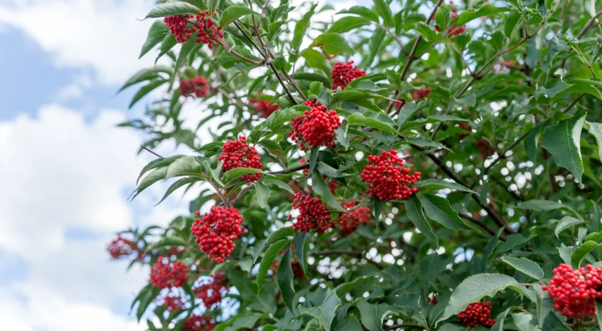 Сорта красной бузины