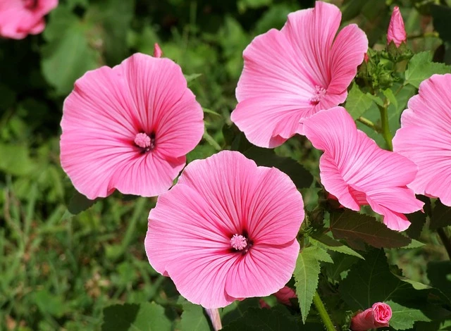 Сорта лаватеры