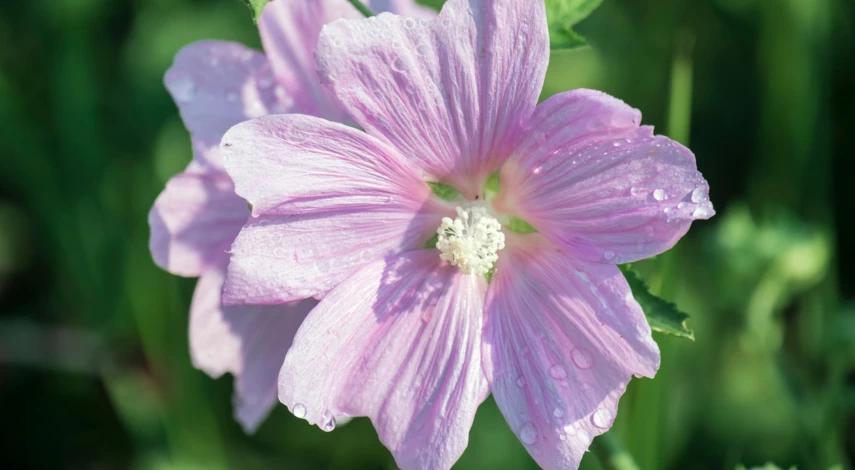 Лаватера многолетняя