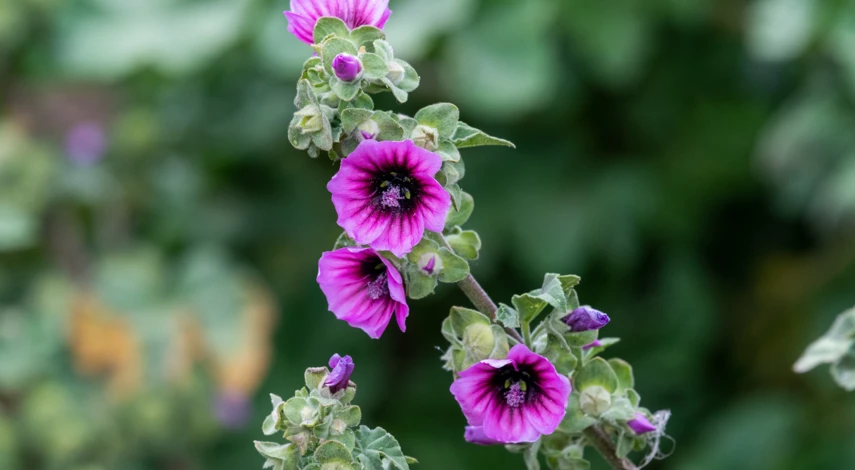 Древовидная хатьма