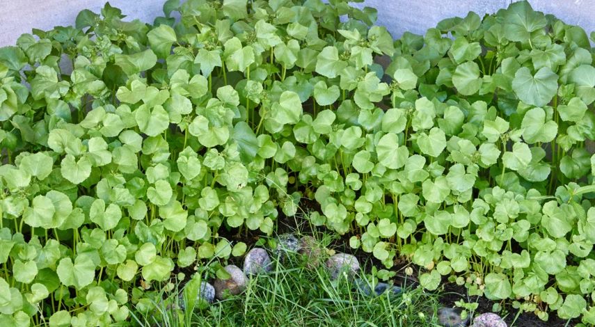 Посадка лаватеры в открытый грунт