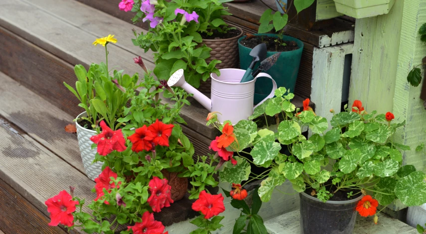 Рассада настурции