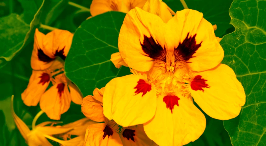 Цветок настурция