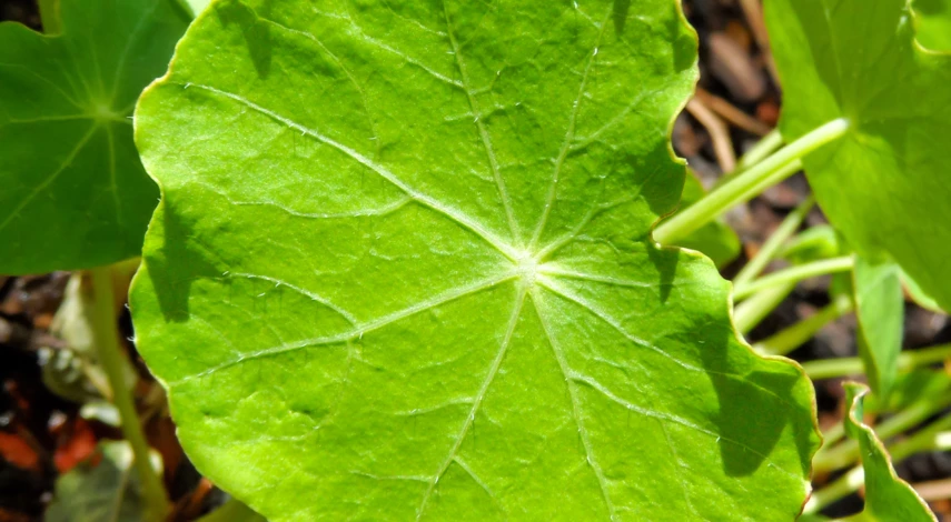 Листья настурции