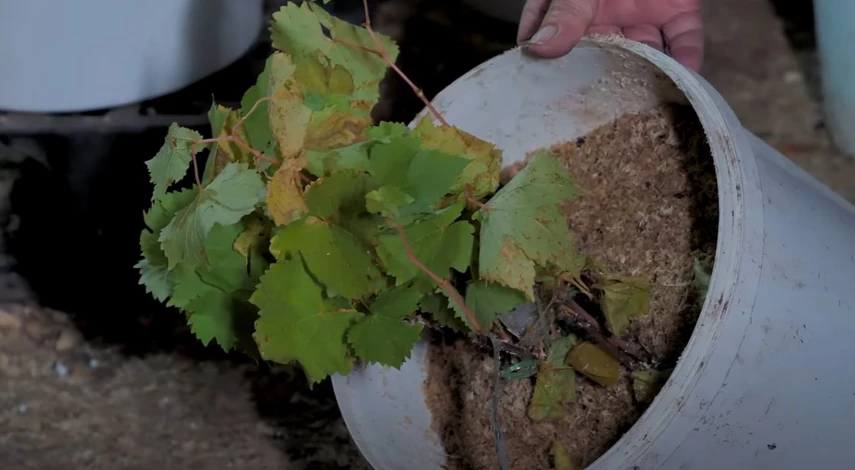 Как хранить саженцы винограда зимой