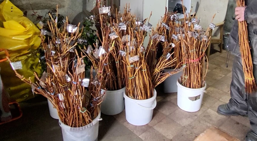 Болгарский метод хранения черенков