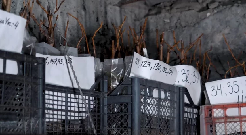 Как сохранить черенки винограда