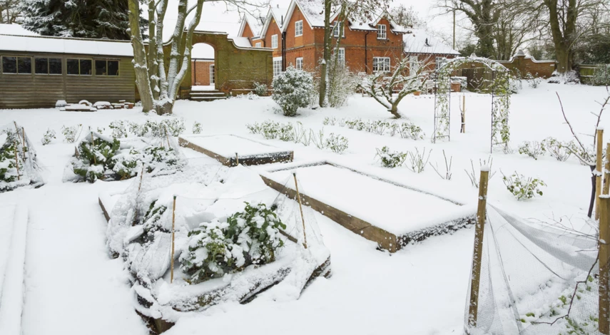 Зачем укрывать растения снегом
