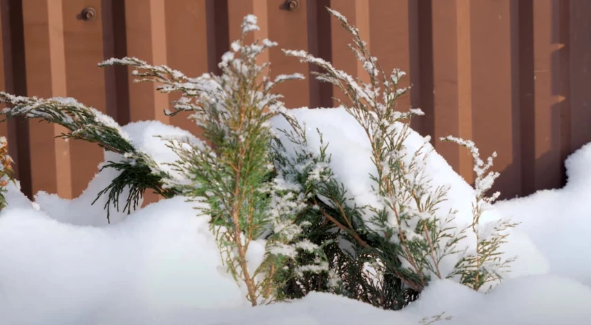 Какие растение надо укрывать снегом