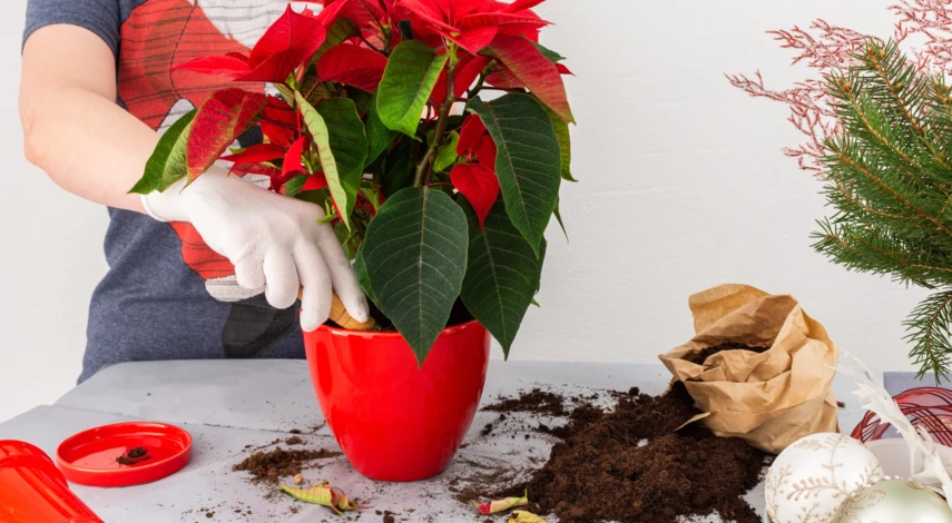 Пересадка пуансеттии