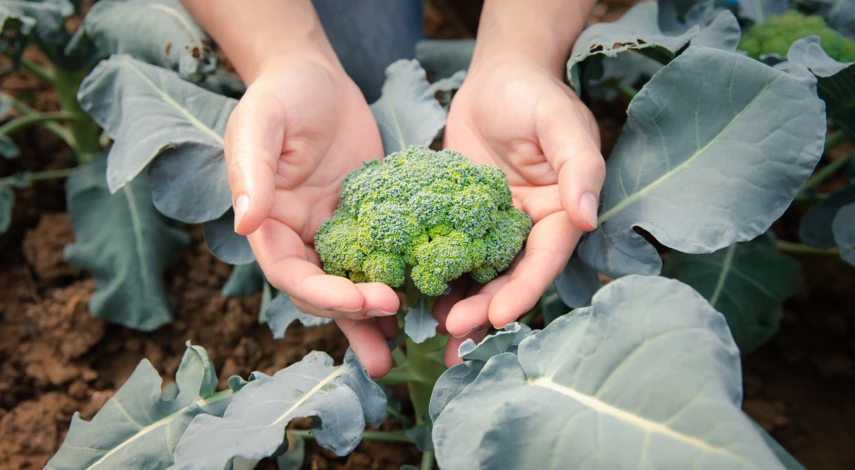 Капуста брокколи