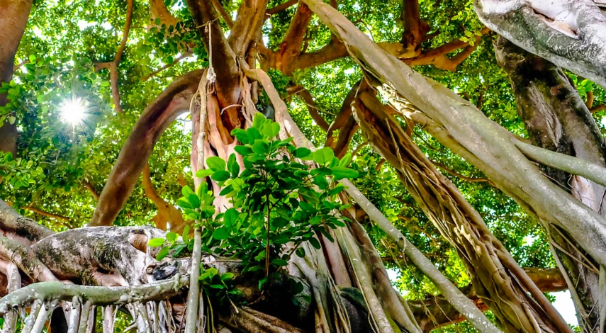 Кора хинного дерева