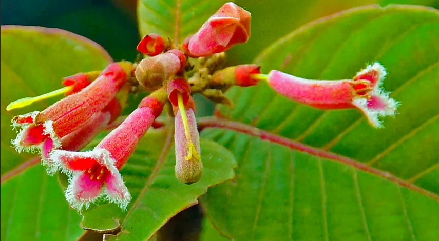 Виды цинхоны