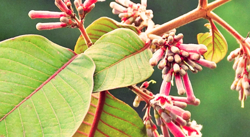 Применение хинного дерева