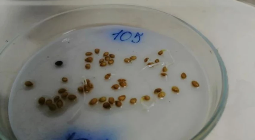 Как использовать Фитоспорин-М