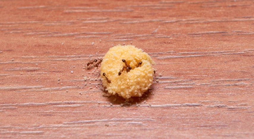 Борьба с муравьями