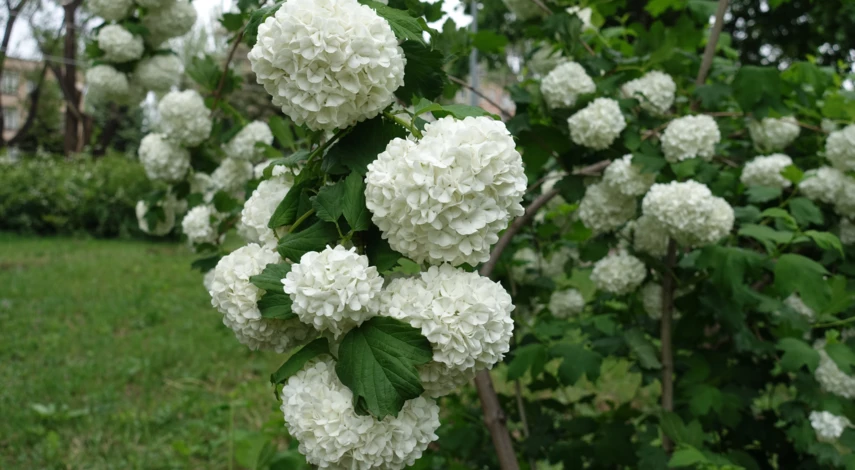 Декоративные сорта калины