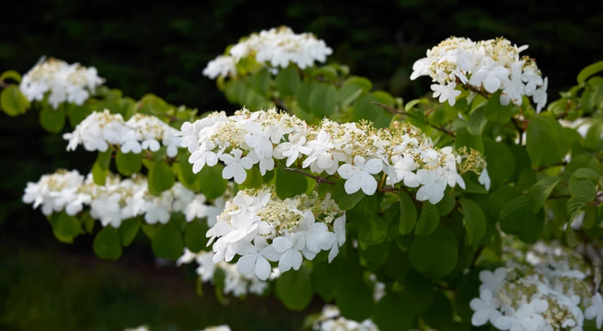 Калина Складчатая