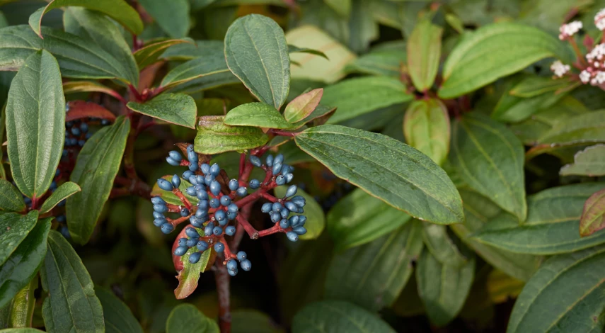 Виды калины