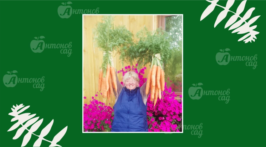 Морковь "Император грядок"