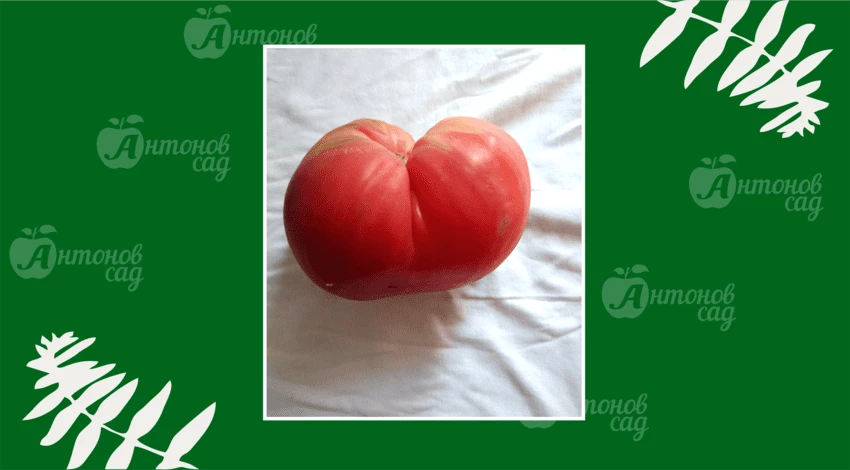 Томат "Бычье сердце"